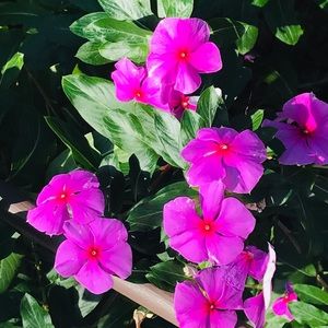 Meet your Posher, Jacci